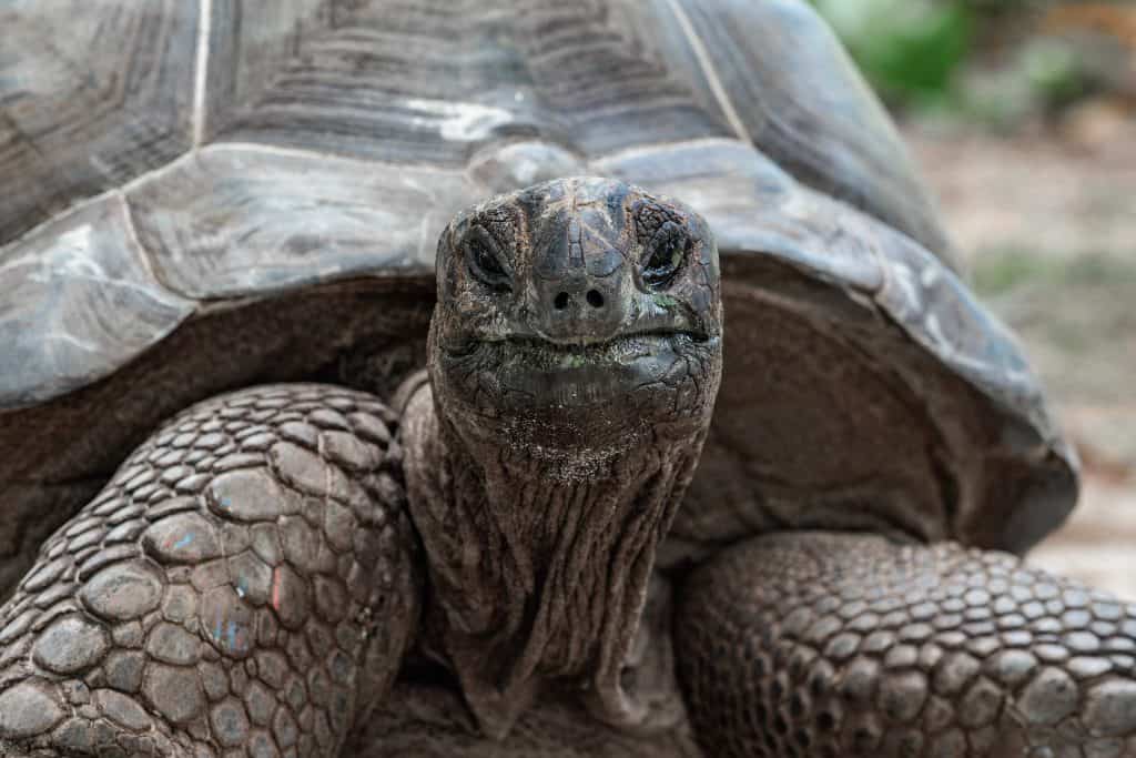 Aldabra, tartaruga gigante. Ilha La Digue, Seicheles