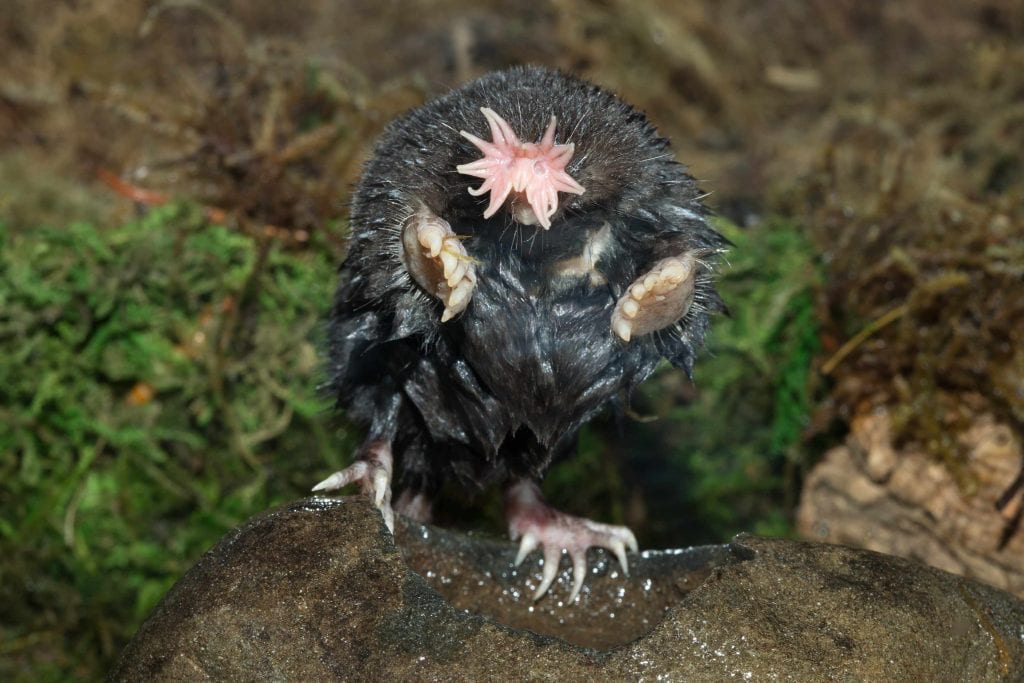 Toupeira-nariz-de-estrela