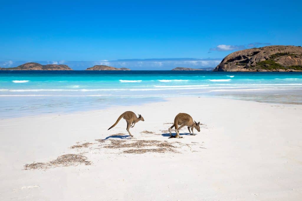 Cangurus em praia da Austrália